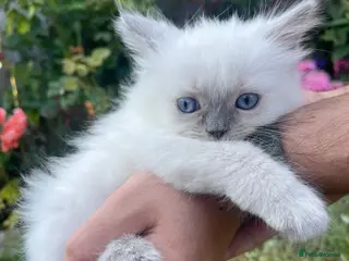 Ragdoll cats Ragdoll - Advert 1