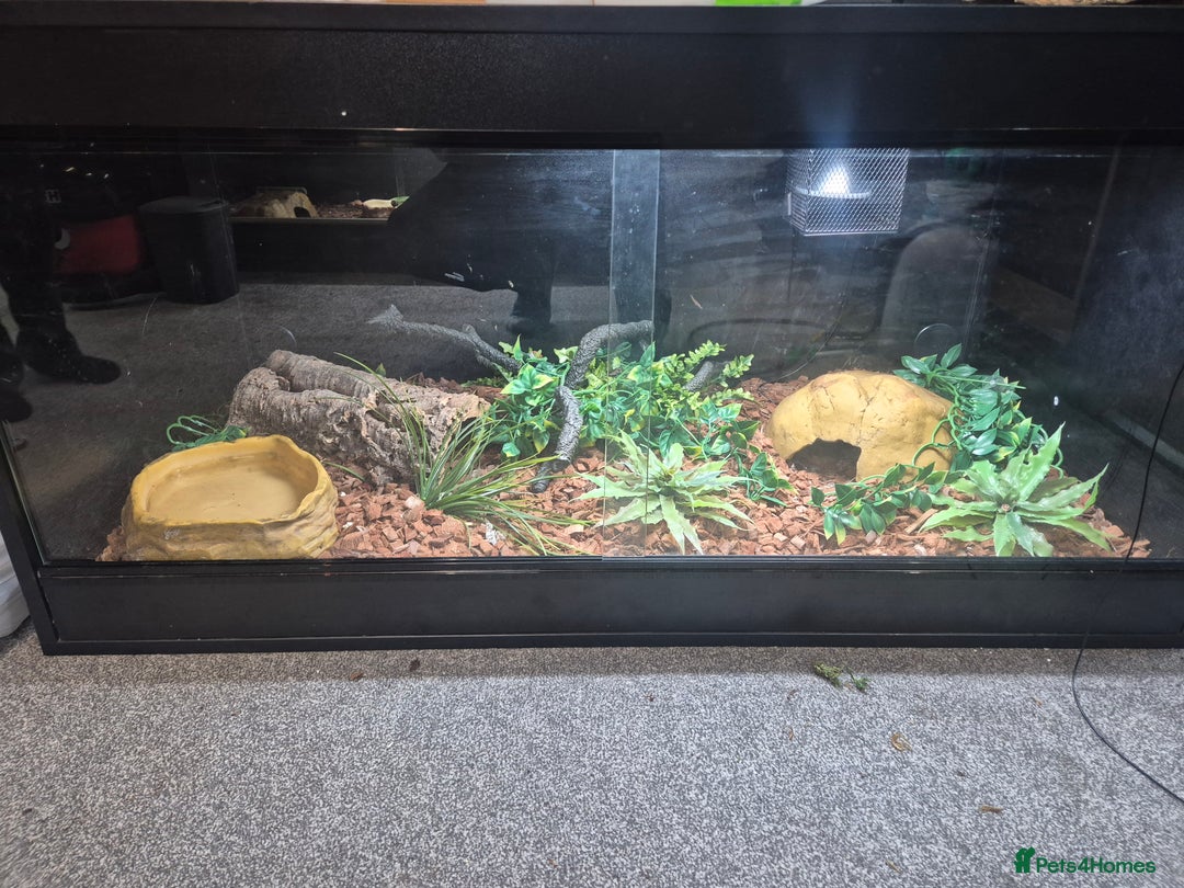 Python Snake reptiles for sale: Female Ball Pyhton - Advert 2
