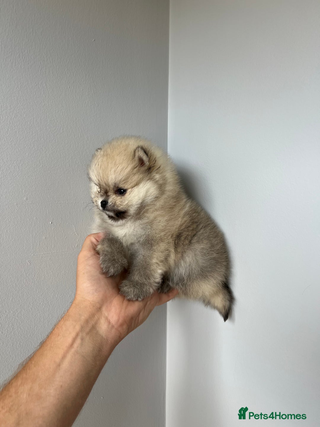 Pomeranian dogs for sale: Last Pomeranian Male - Image 4