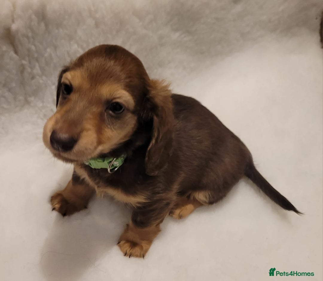 Miniature Dachshund dogs for sale: KC Long-Haired Miniature Puppies - Advert 3