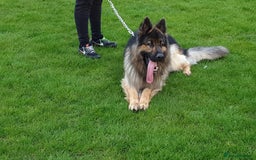 German Shepherd dogs for stud: KC Registered Long Hair German Shepherd Stud - Image 3