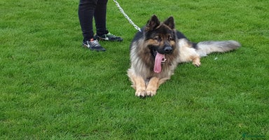 German Shepherd dogs - Advert 15
