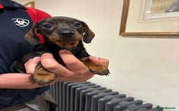 Dachshund dogs for sale: Last gorgeous girl!  ready now  - Image 1