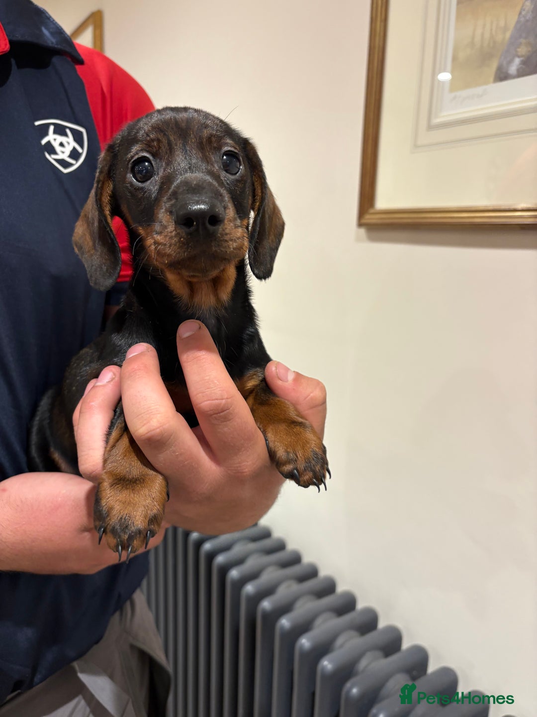 Dachshund dogs for sale: Last gorgeous girl!  ready now  - Image 1