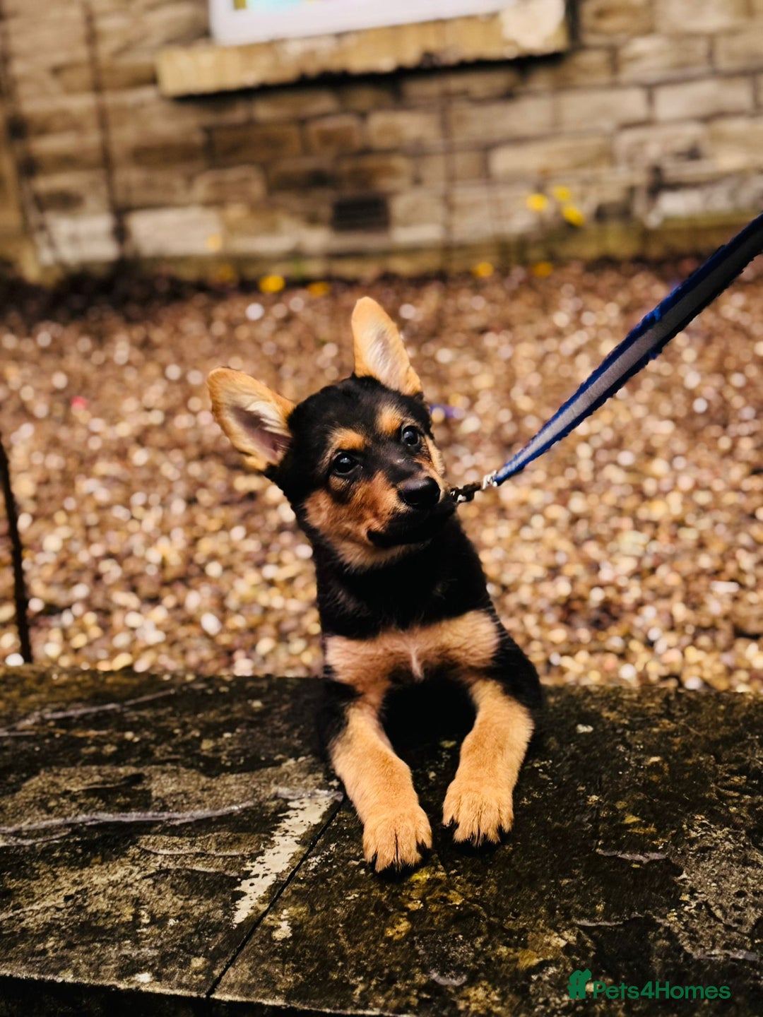 German Shepherd dogs for sale: Exceptional German Shepherd Girls  - Advert 10