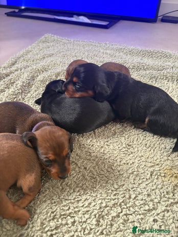 Dachshund dogs - Advert 1