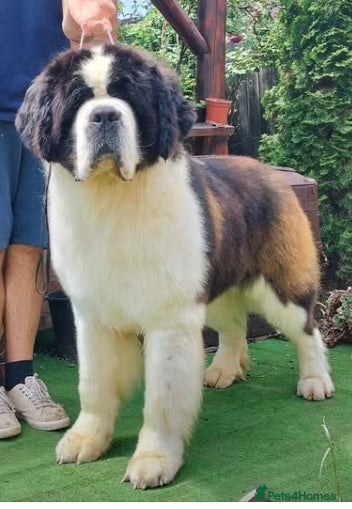 Saint Bernard dogs Saint pups from HIP & ELBOW tested parents  - Advert 7