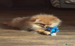 Pomeranian dogs for sale: Beautiful Little Boy Pomeranian - Image 10