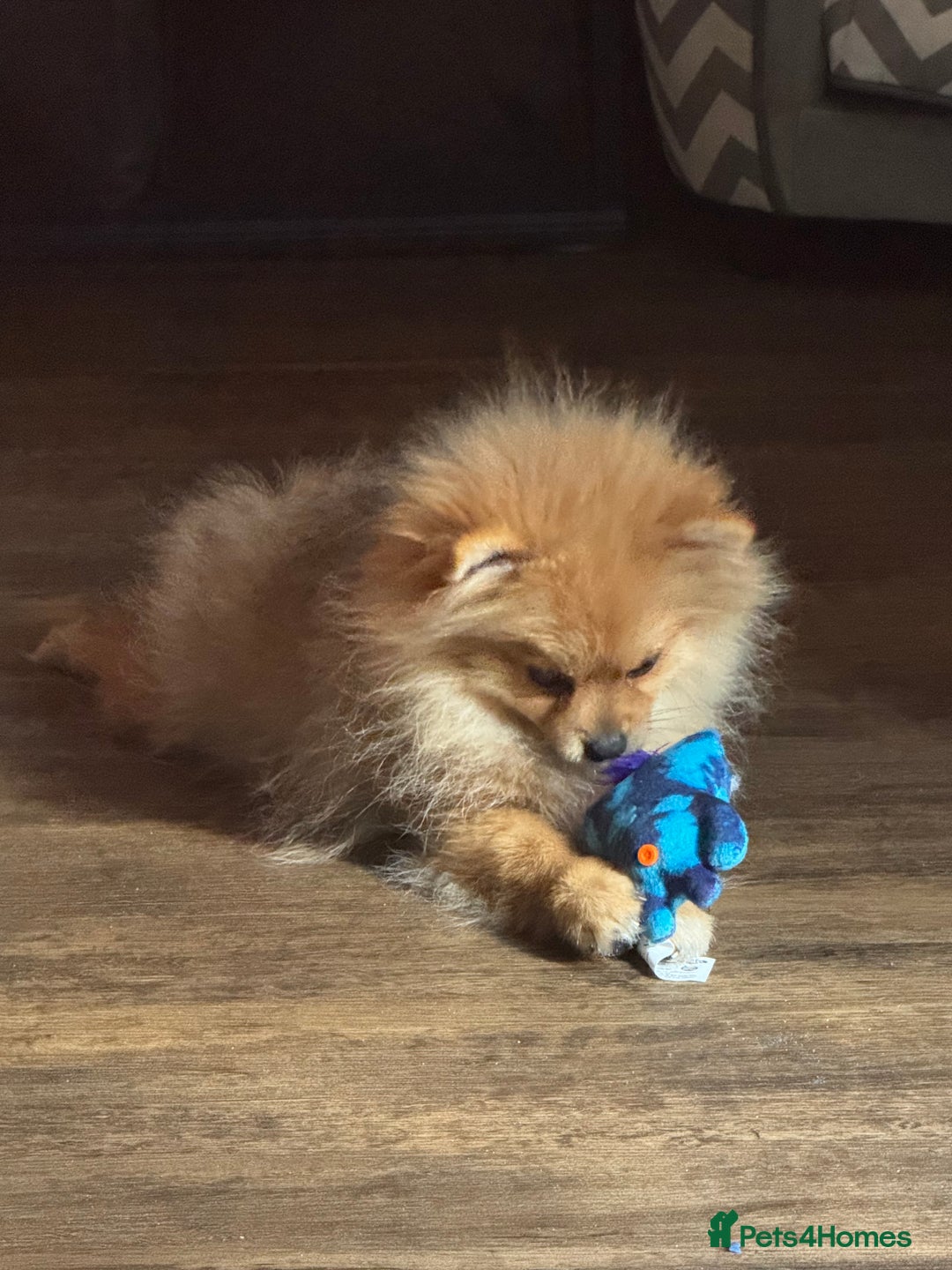 Pomeranian dogs for sale: Beautiful Little Boy Pomeranian - Image 10