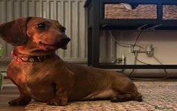 Miniature Dachshund dogs for sale: Female Miniature Dachshund  - Image 2