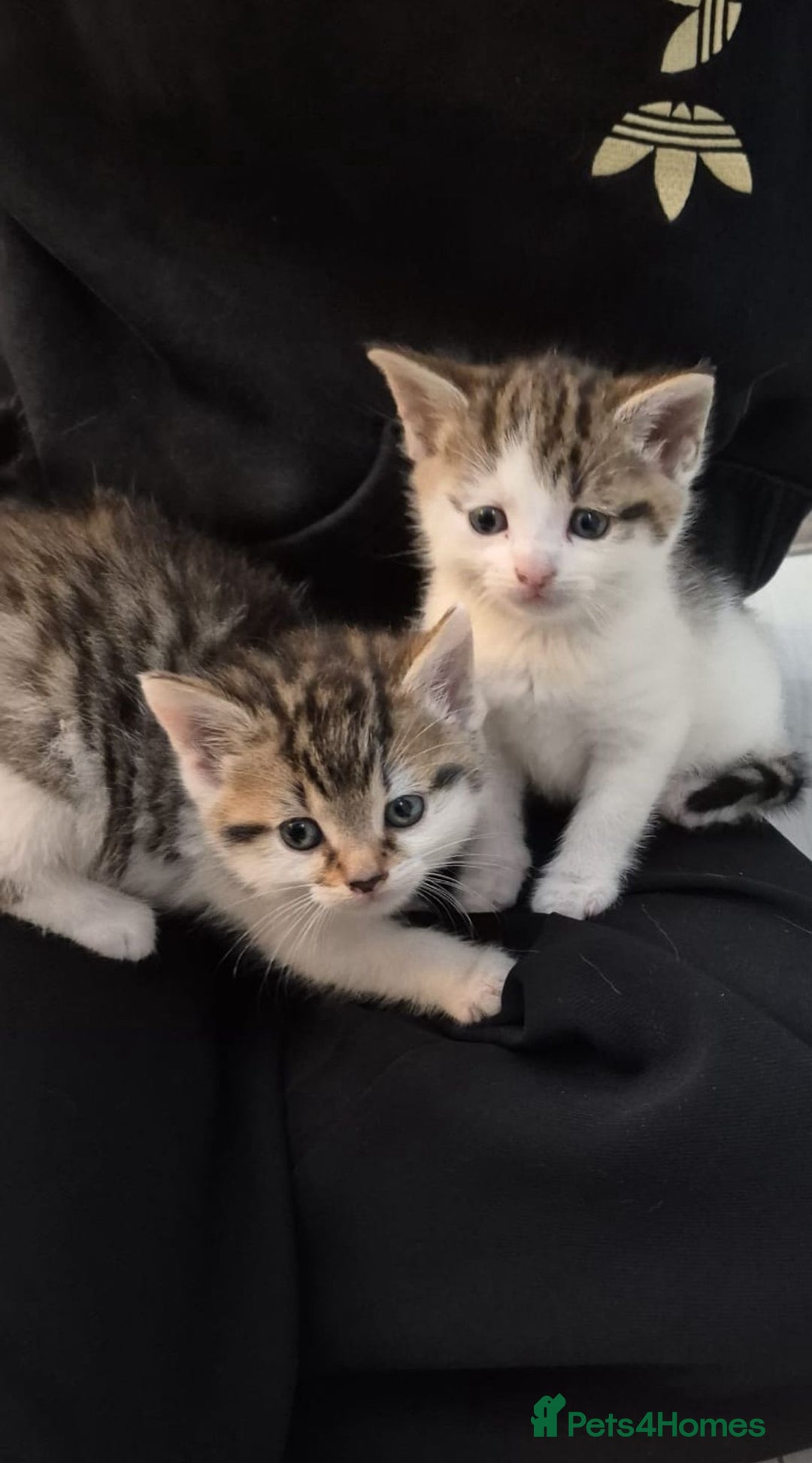 Mixed Breed cats for sale: Beautiful female kitten for sale - Advert 7