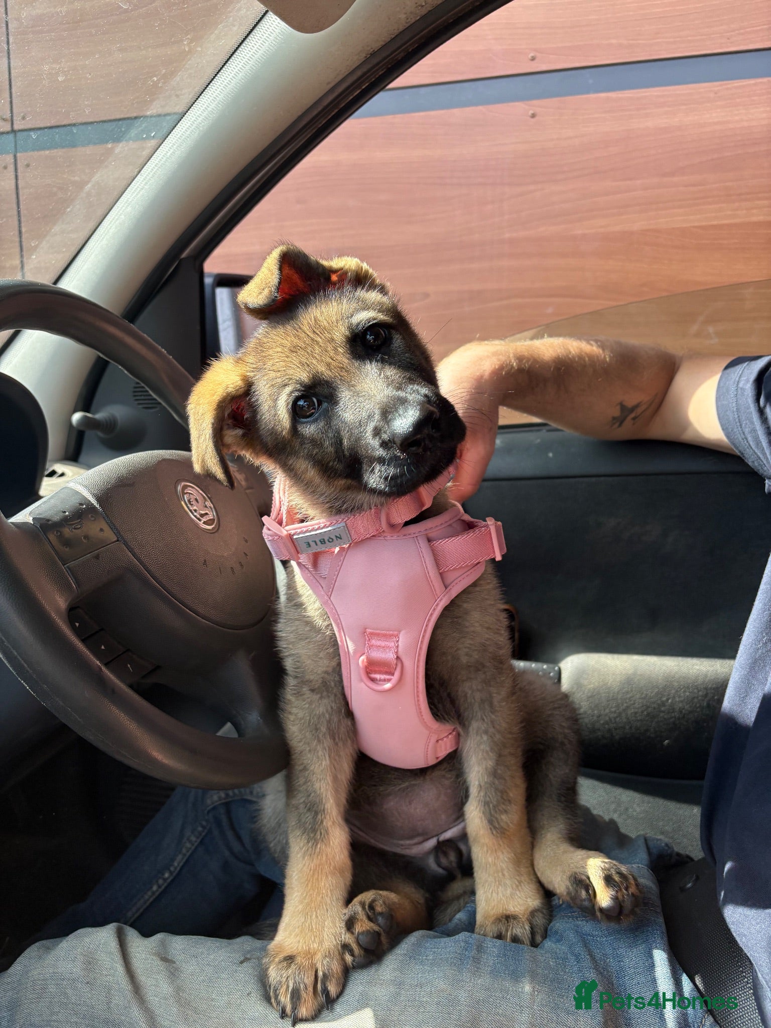German Shepherd dogs KC registered German Shepard Female - Advert 2