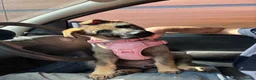 German Shepherd dogs for sale: KC registered German Shepard Female - Advert 2