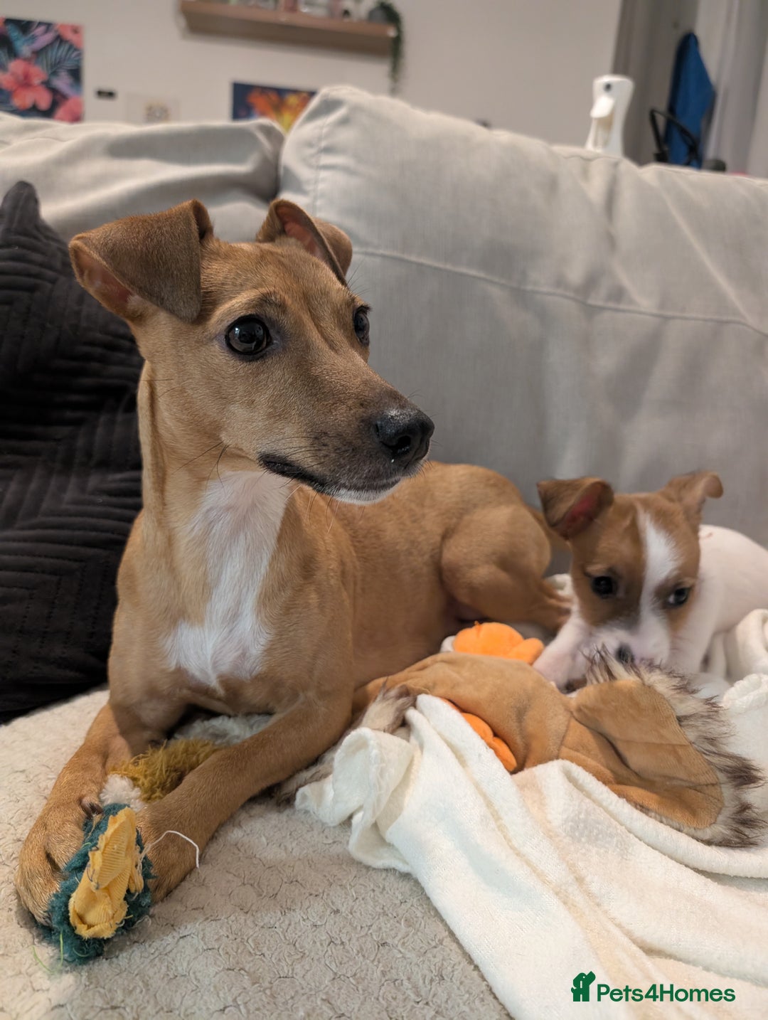 Mixed Breed dogs for sale: Jack Russell 3/4 1/4 chihuahua puppies  - Image 1