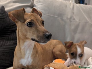 Mixed Breed dogs - Advert 25