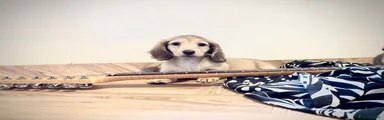 Miniature Dachshund 2