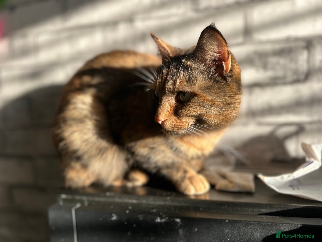 Mixed Breed cats for sale: Dottie - Image 2