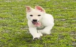 German Shepherd dogs for sale: German shepherd pups - Image 14