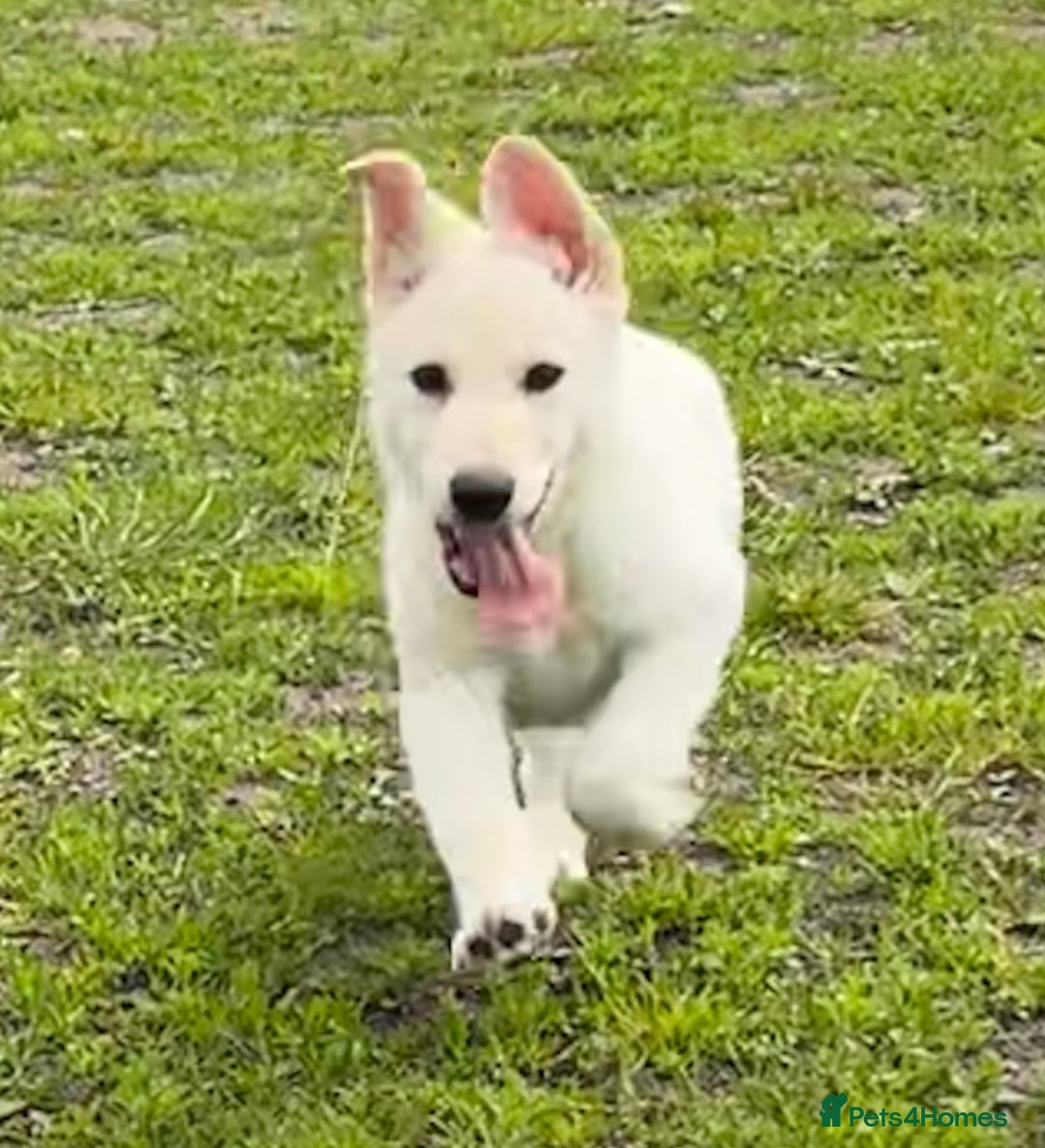 German Shepherd dogs for sale: German shepherd pups - Image 14