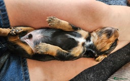 Cocker Spaniel dogs for sale: Working Cocker Spaniel Puppies  - Image 8
