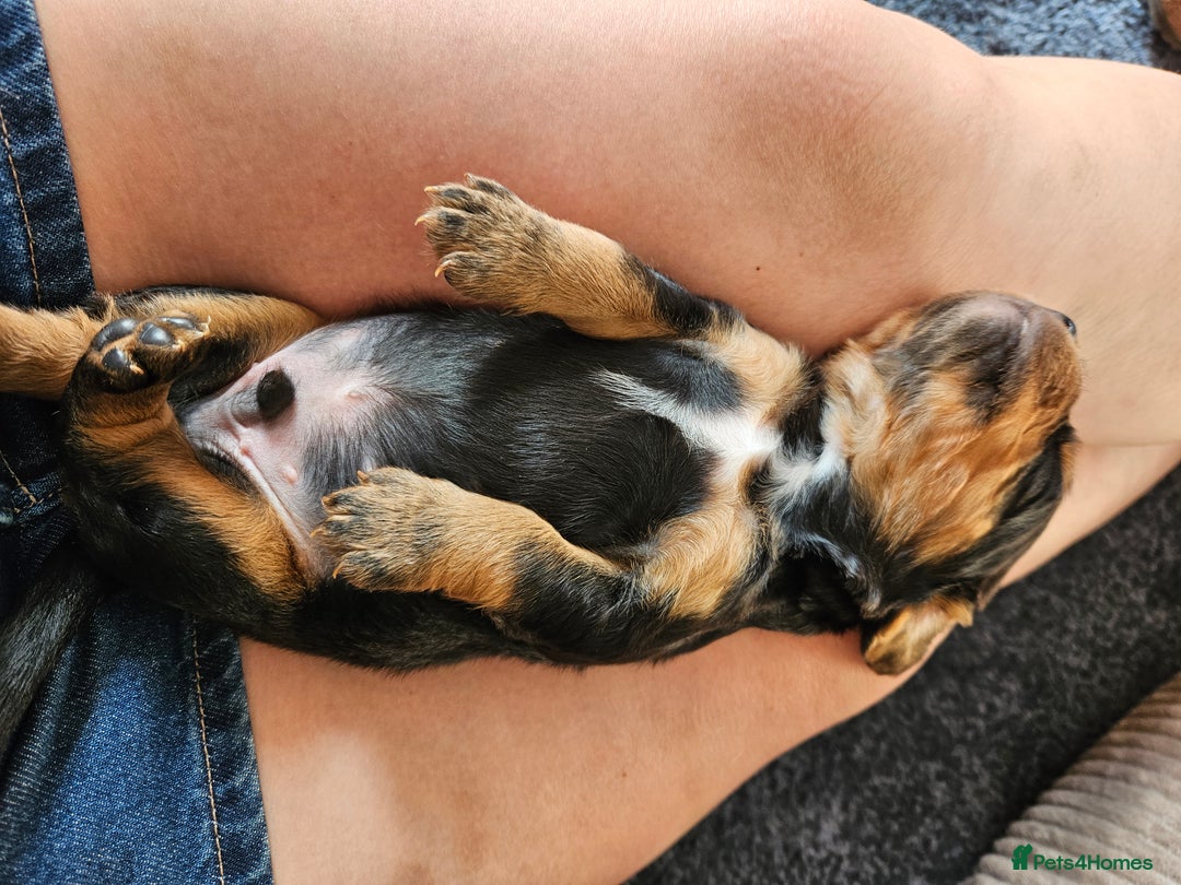 Cocker Spaniel dogs for sale: Working Cocker Spaniel Puppies  - Image 8
