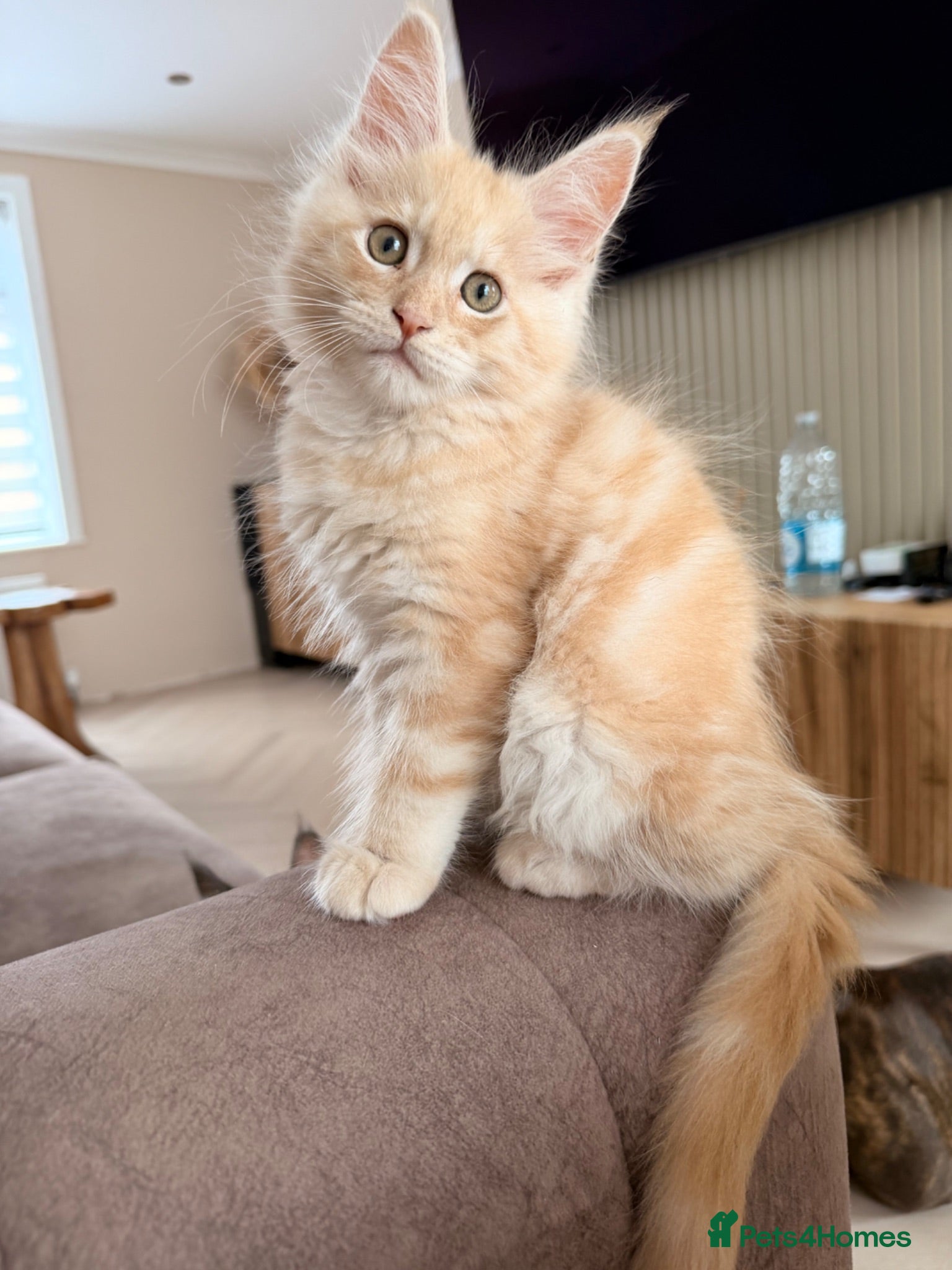 Maine Coon cats GCCF REGISTERED MAINE COONS  - Advert 1