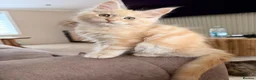 Maine Coon cats for sale: GCCF REGISTERED MAINE COONS  - Advert 1