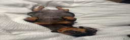 Dachshund dogs for sale: 🐾 8 Gorgeous Dachshund Puppies 🐾 in Westbury - Advert 3