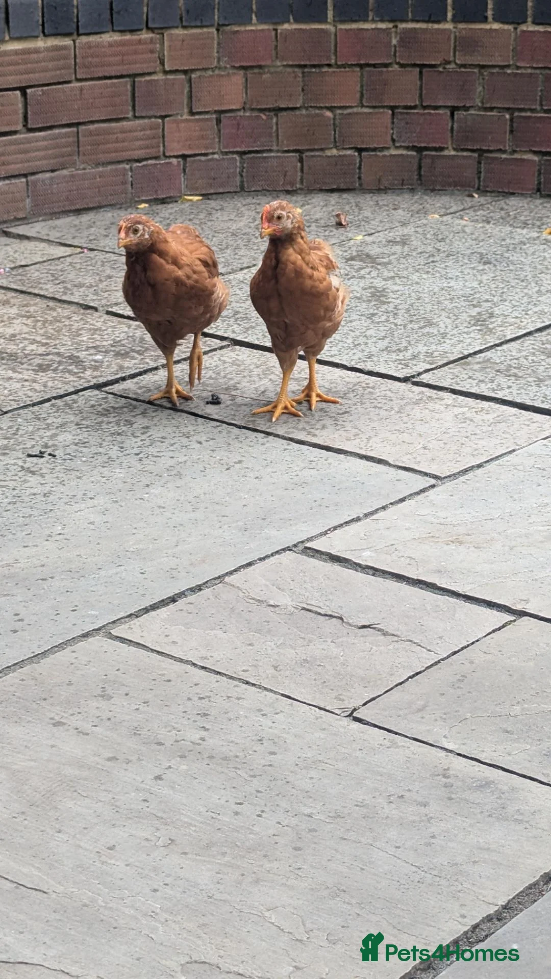 Chickens poultry for sale: Two 8 weeks old chickens for sale  in Letchworth Garden City - Advert 3