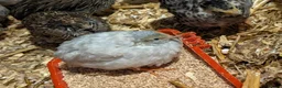 Quail poultry for sale: Chinese painted quail/ button quail  - Advert 5