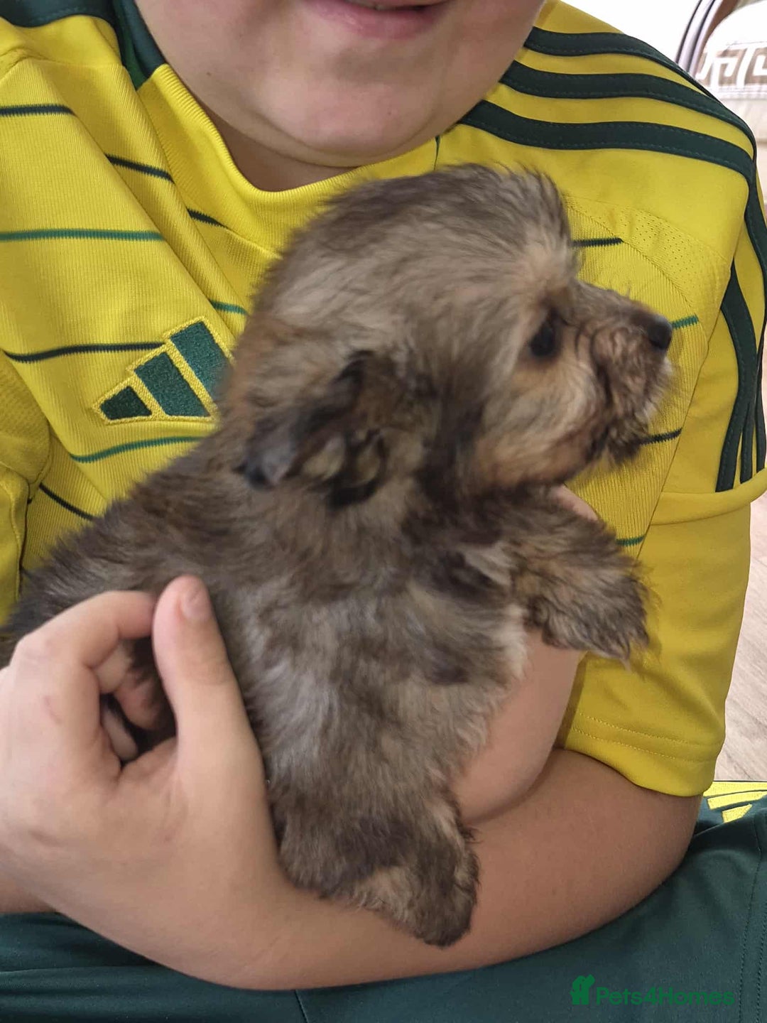 Mixed Breed dogs for sale: White yorkie (Biewer Terrier) X pomeranian  - Image 8