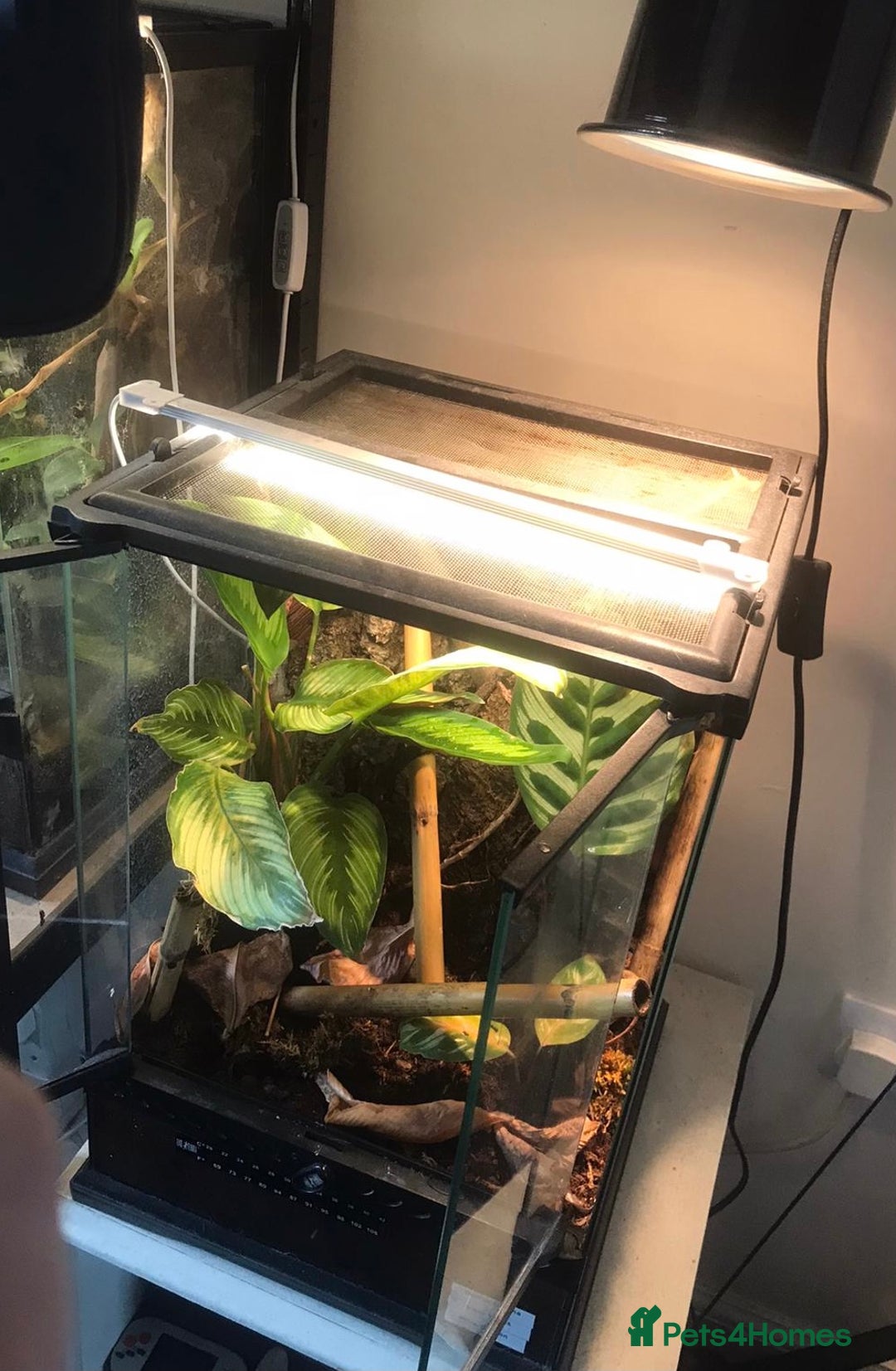 Gecko reptiles for sale: Male Yellow Headed Neon Day Gecko  - Image 6