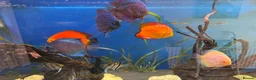 Discus fish for sale: 6 Large Discus  in Sutton - Advert 9