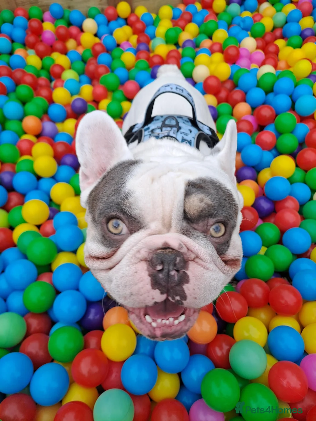 French Bulldog dogs for sale: Sad sale  - Advert 8
