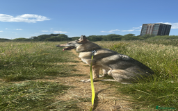 Mixed Breed dogs for sale: Czechoslovakian wolfdog for good home - Image 7