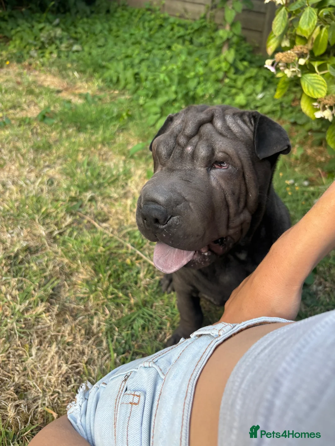Shar Pei dogs for sale: Sharpei Pups - open to offers - Advert 1