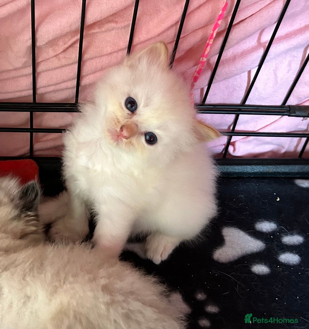 Ragdoll cats for sale: 🐾 GCCF Pedigree ragdolls🐾 - Image 11