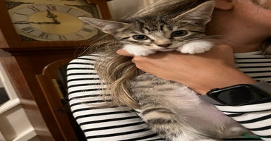 Mixed Breed cats - Advert 6