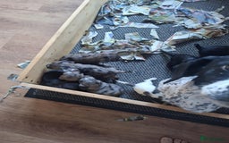 English Springer Spaniel dogs for sale: 8 beautiful english springer spaniels - Image 3