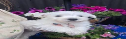 West Highland Terrier dogs for sale: Gorgeous kc reg westie pups - Advert 4
