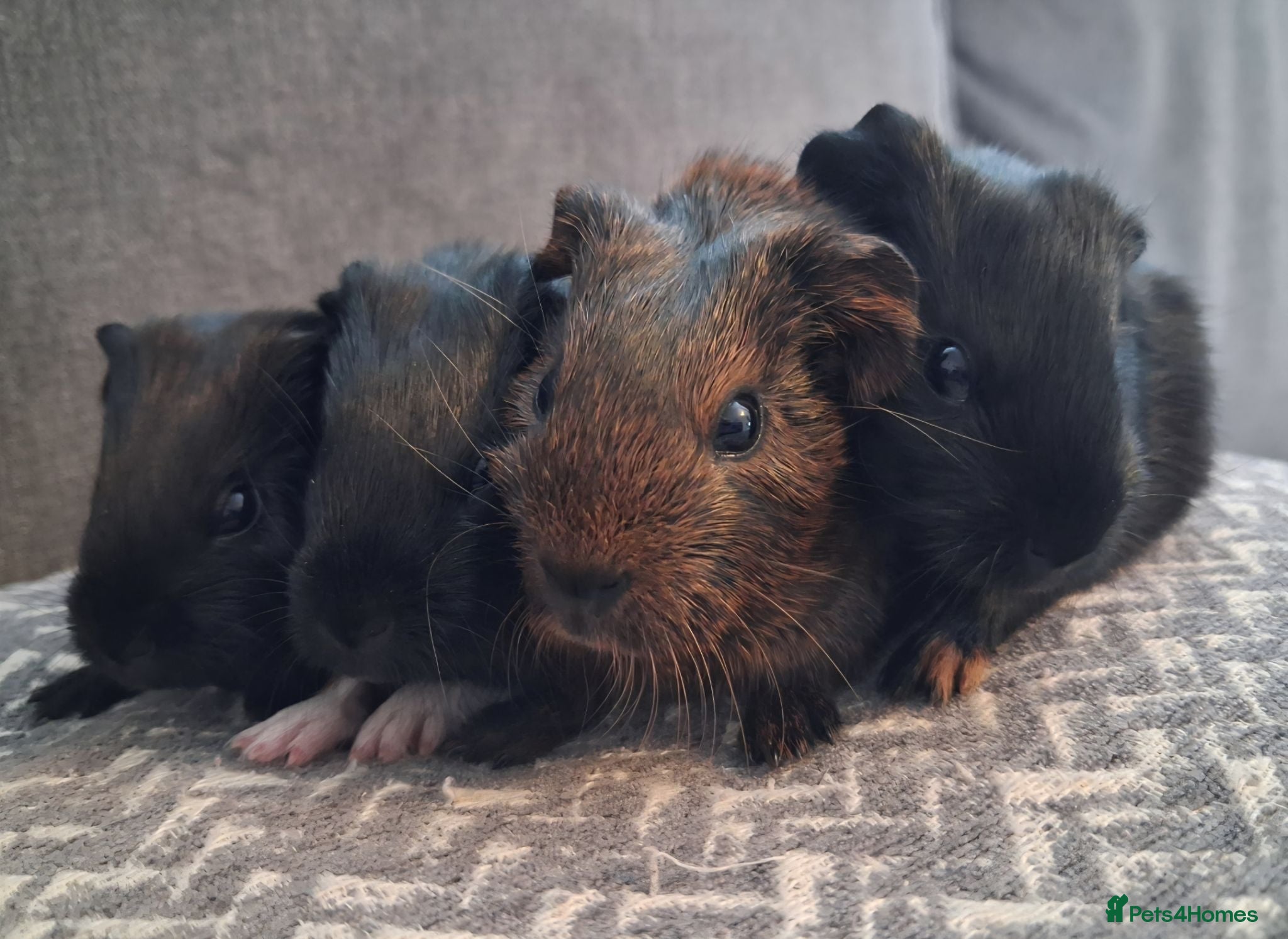 Guinea Pig rodents Gorgeous baby boars - Advert 3