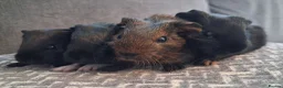 Guinea Pig rodents for sale: Gorgeous baby boars - Advert 1