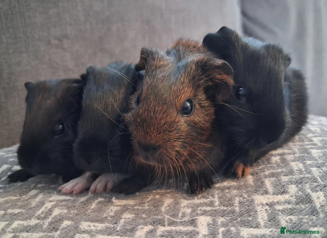 Guinea Pig rodents for sale: Gorgeous baby boars - Advert 1