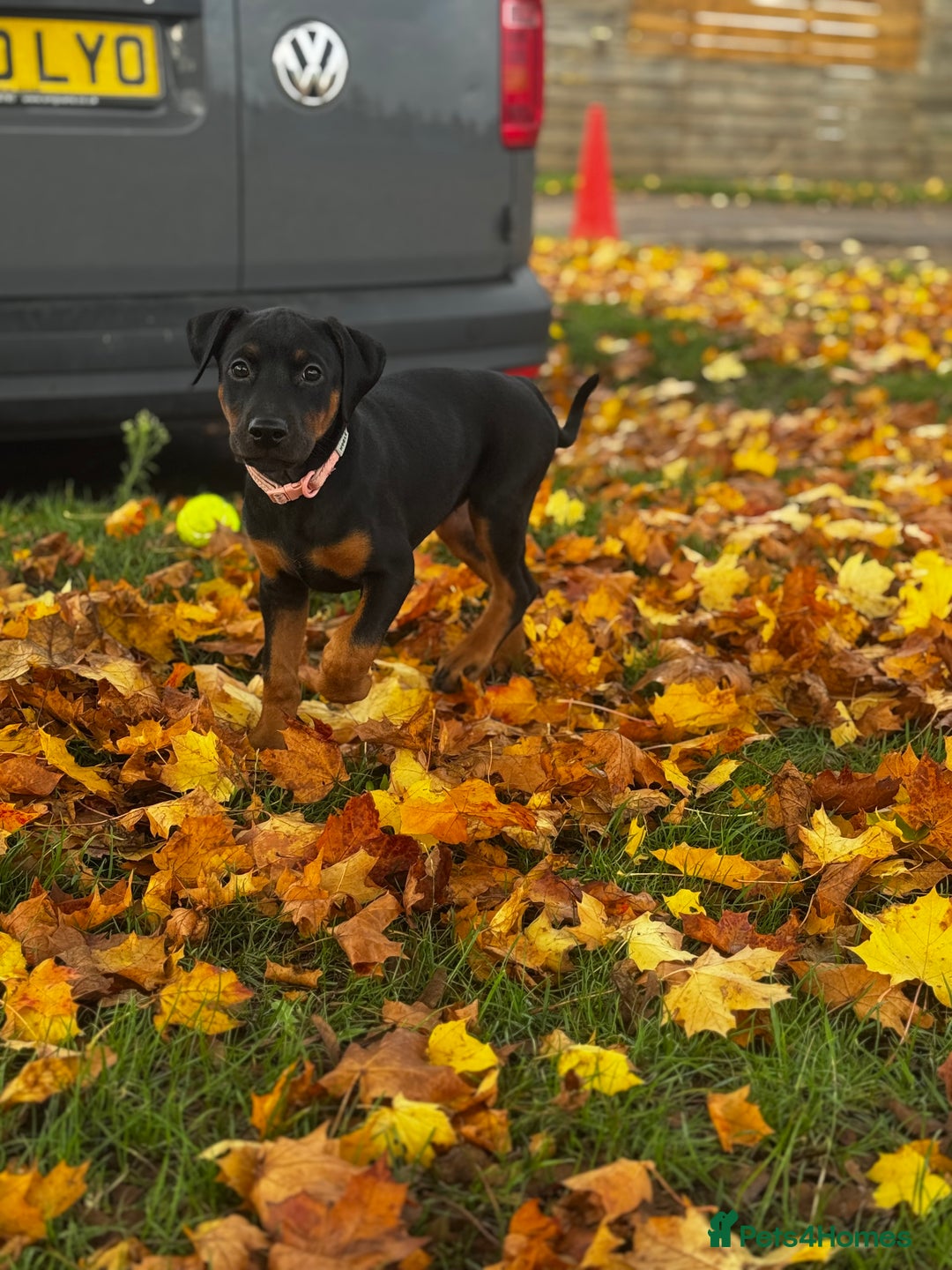 Mixed Breed dogs for sale: 75% working dobermanns Reduced price on final 2!!! - Advert 6