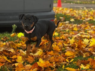 Mixed Breed dogs 75% working dobermanns Reduced price!!! - Advert 4