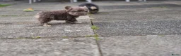 French Bulldog dogs for sale: Floodle french bulldog - Advert 8