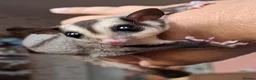 Sugar Glider rodents for sale: Male sugar glider - Advert 2