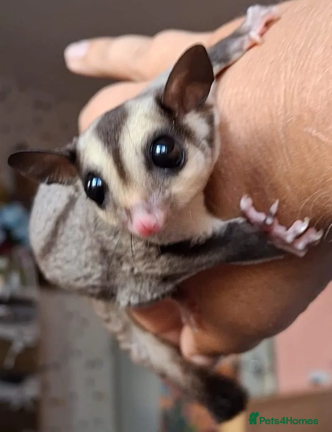 Sugar Glider rodents for sale: Male sugar glider - Advert 2