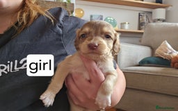 Mixed Breed dogs for sale: Mixed breed puppies for sale - Image 6