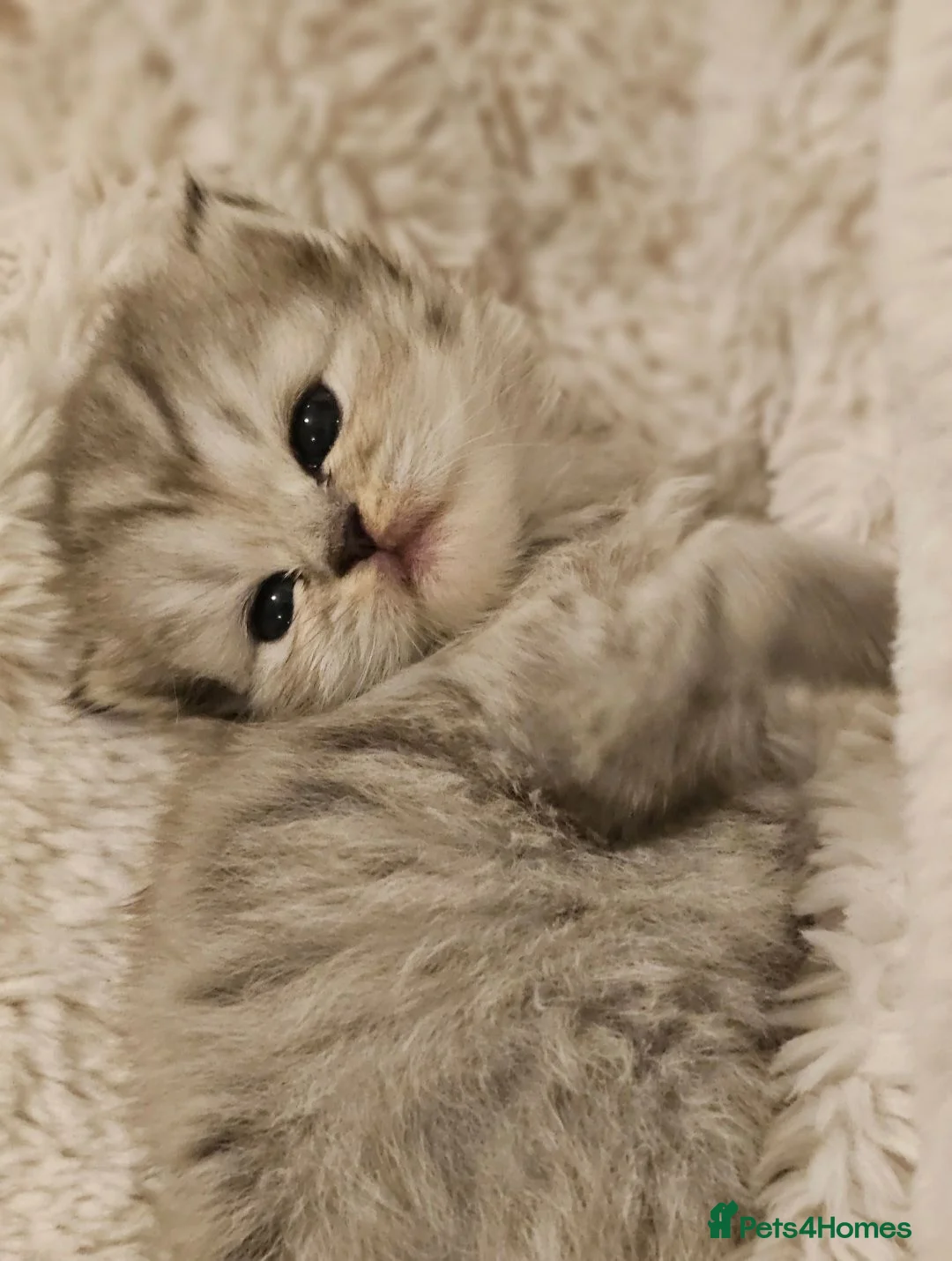 Persian cats for sale: 2 Beautiful Persian Chinchilla kittens for sale - Advert 16